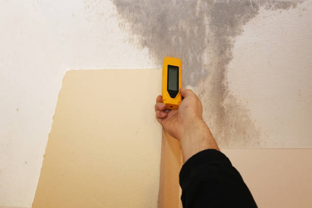Best Mold-Related Health Consultation  in Corydon, IA