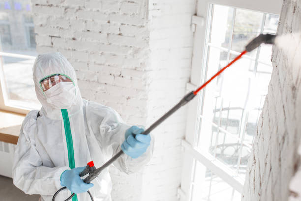 Professional Mold Removal in Corydon, IA