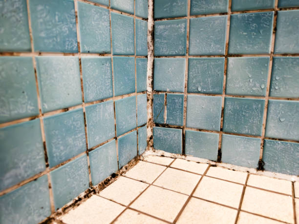 Best Industrial Mold Remediation  in Corydon, IA