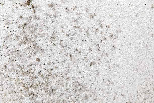 Best Air Quality Testing for Mold Spores  in Corydon, IA