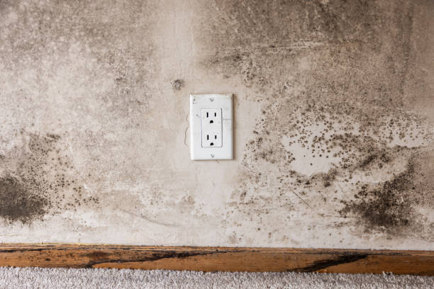 Best HVAC Mold Inspection and Cleaning  in Corydon, IA