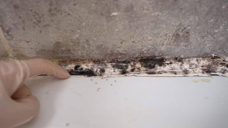Best Asbestos and Lead Testing During Mold Inspection  in Corydon, IA